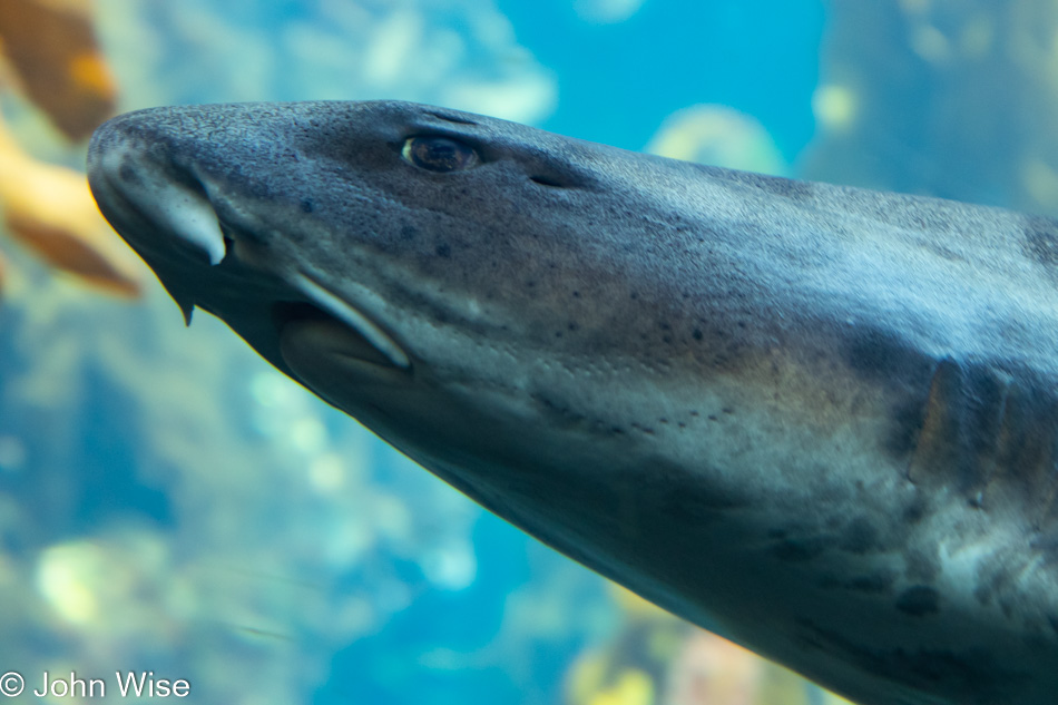 Monterey Bay Aquarium in California