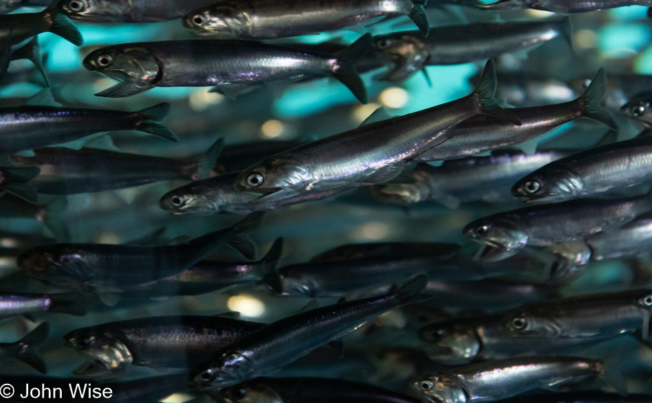 Monterey Bay Aquarium in California