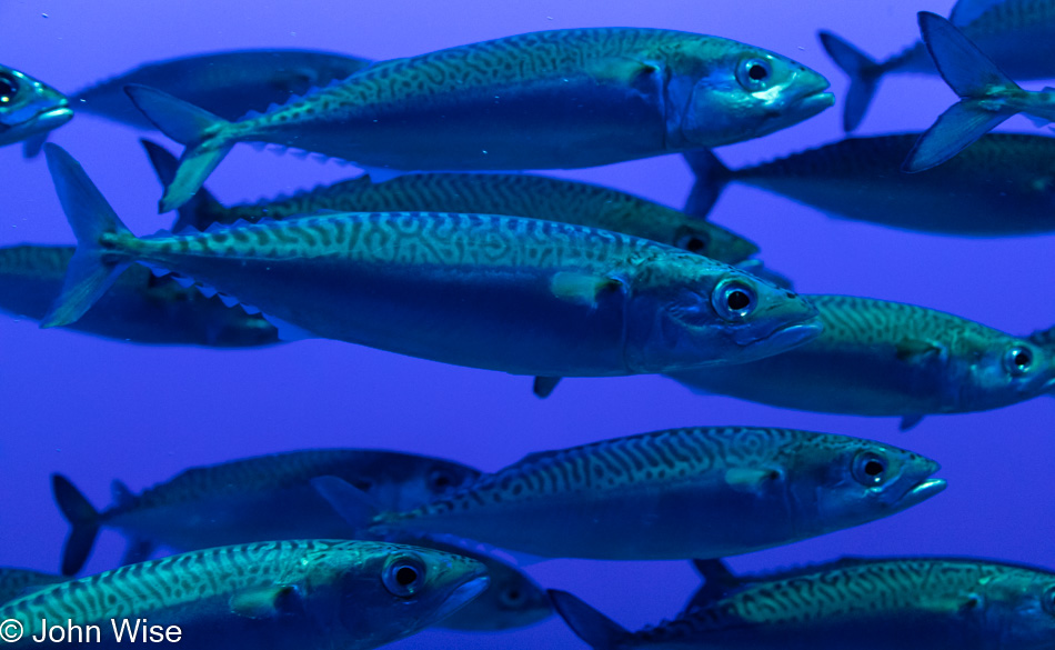 Monterey Bay Aquarium in California