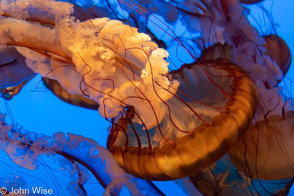 Monterey Bay Aquarium in California