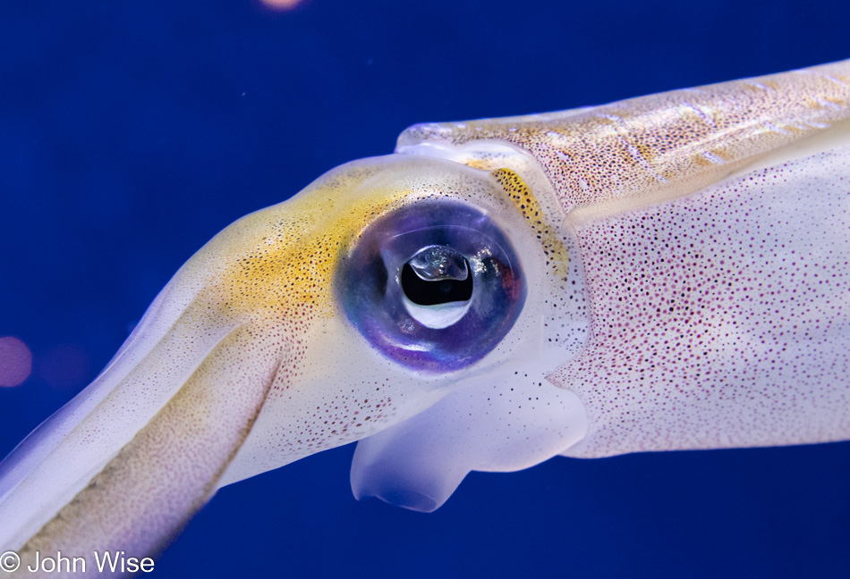 Monterey Bay Aquarium in California