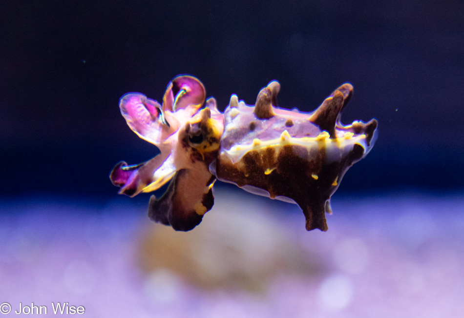 Monterey Bay Aquarium in California