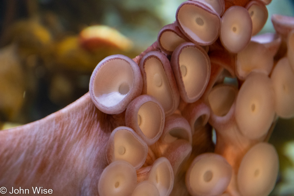 Monterey Bay Aquarium in California