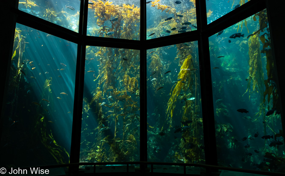 Monterey Bay Aquarium in California