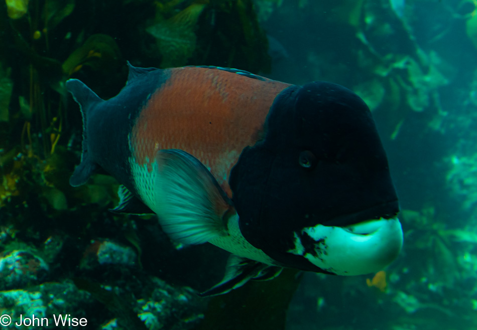 Monterey Bay Aquarium in California