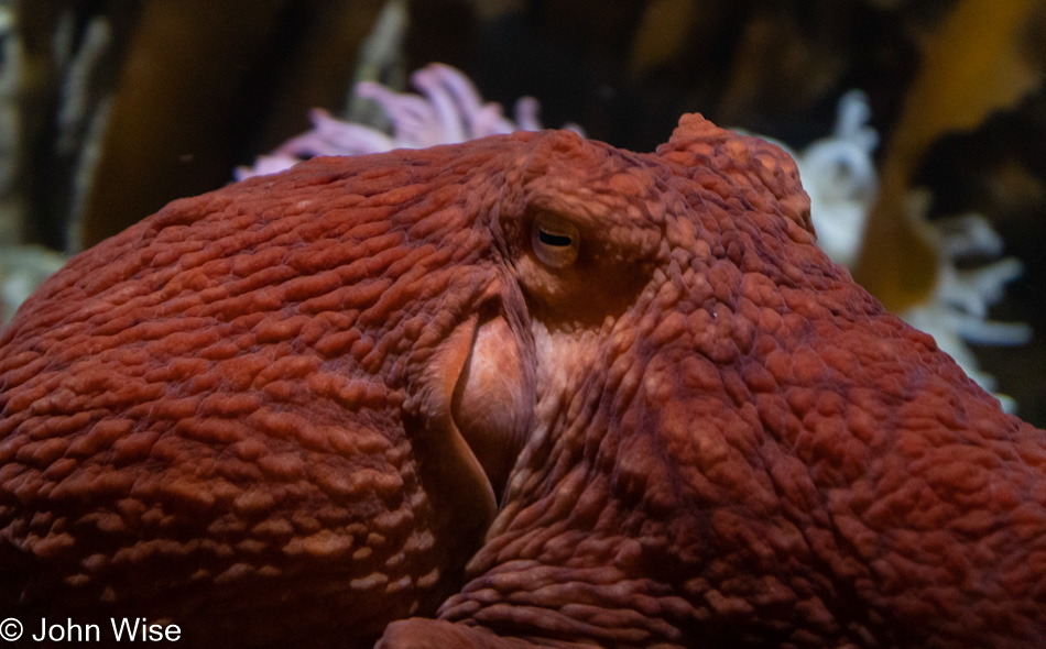 Monterey Bay Aquarium in California