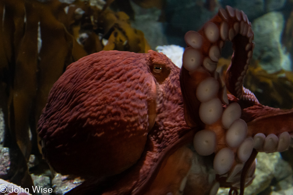 Monterey Bay Aquarium in California