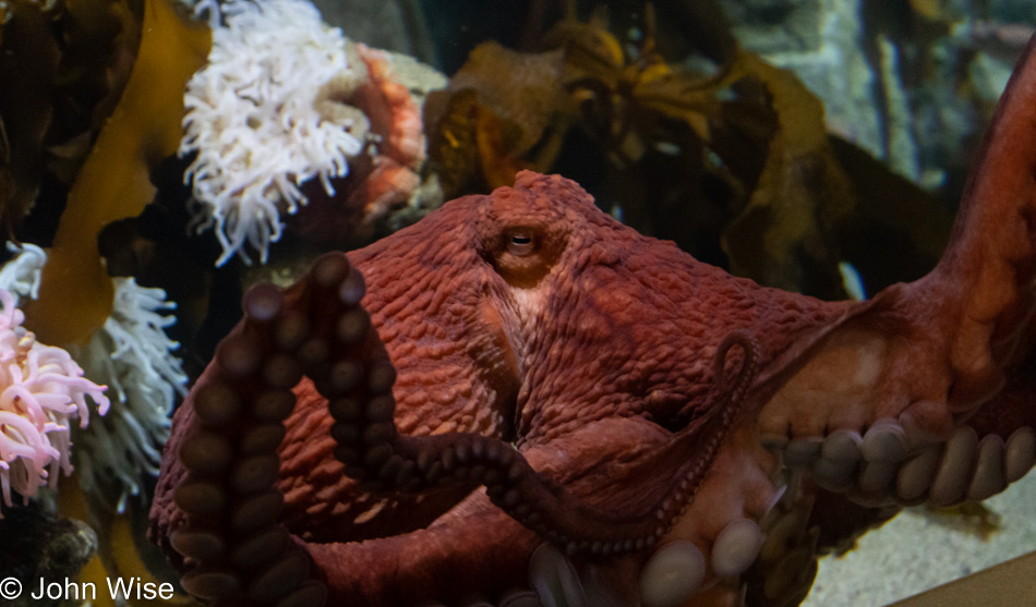 Monterey Bay Aquarium in California