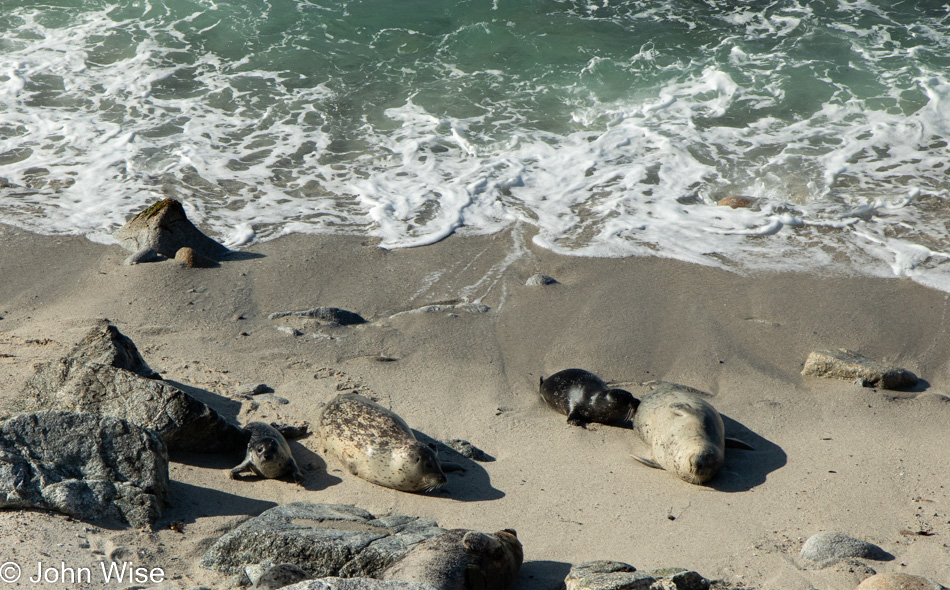 Seals in Monterey Bay, California