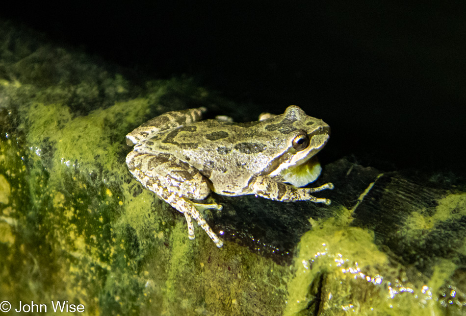 Frog at Treebones Resort on the Big Sur Coast in California