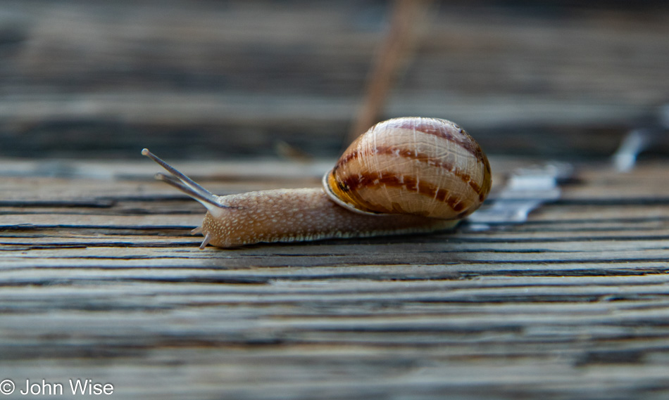 Snail on Moonstone Beach Boardwalk in Cambria, California