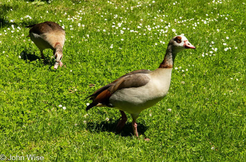 Geese in Frankfurt, Germany