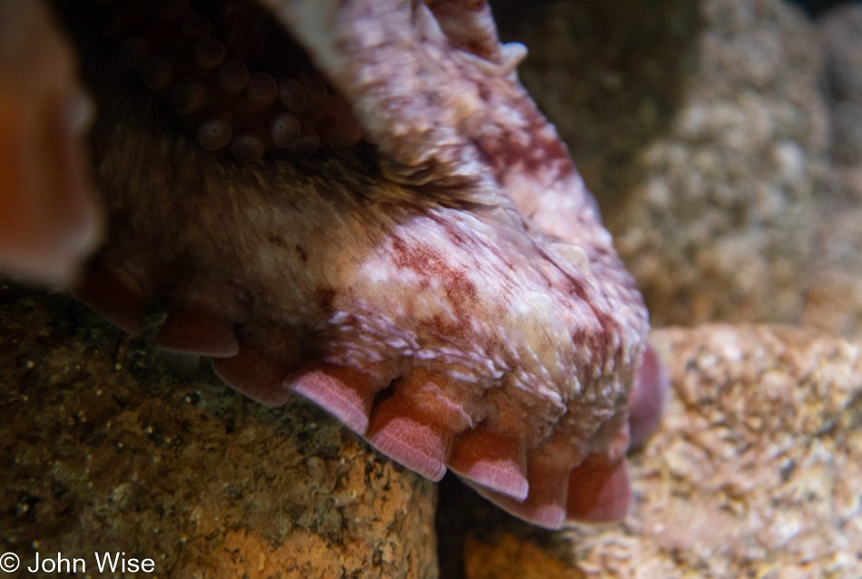 Monterey Bay Aquarium in Monterey Bay, California