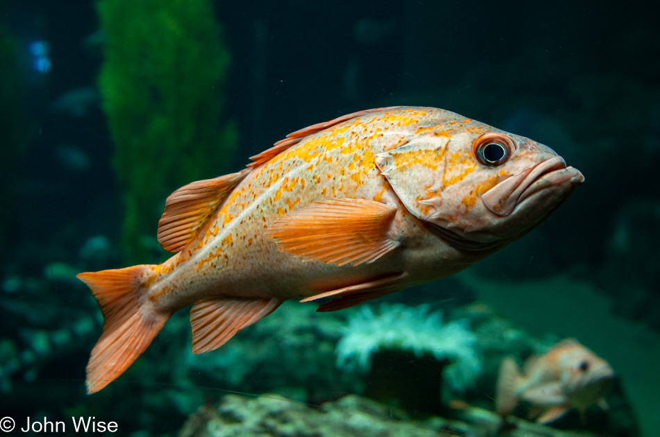 Monterey Bay Aquarium in Monterey Bay, California