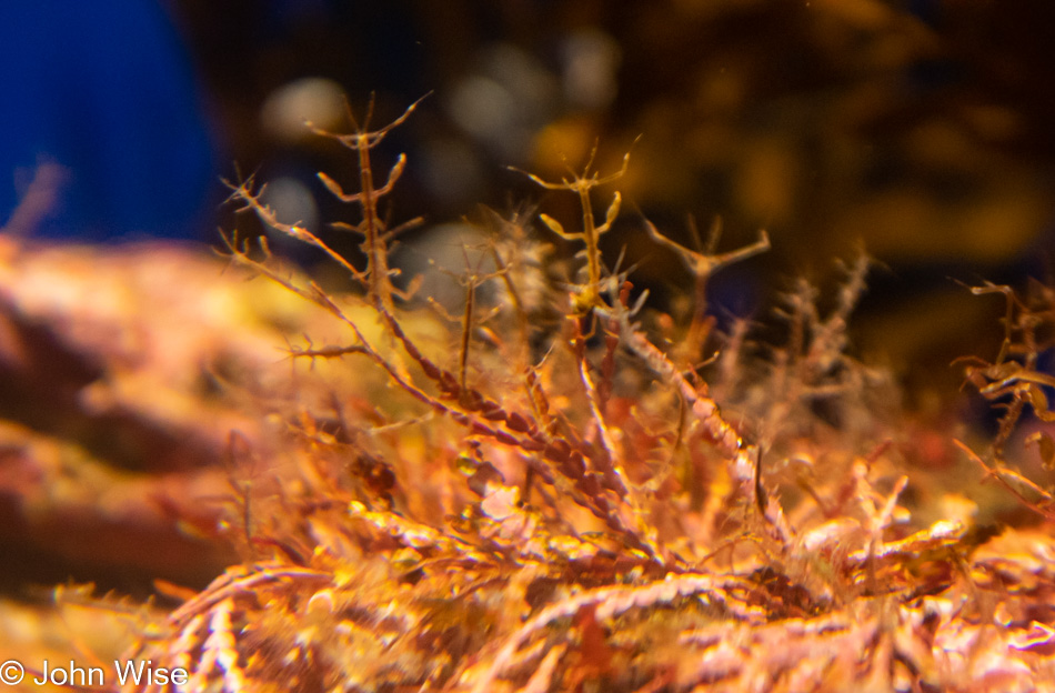 Monterey Bay Aquarium in Monterey Bay, California