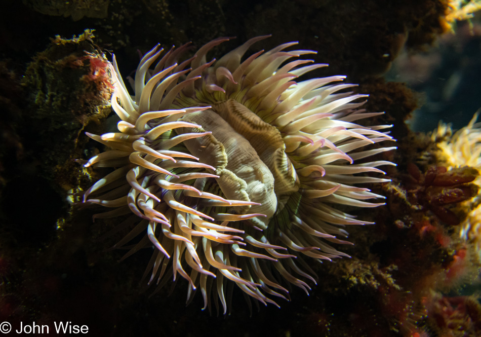 Monterey Bay Aquarium in Monterey Bay, California