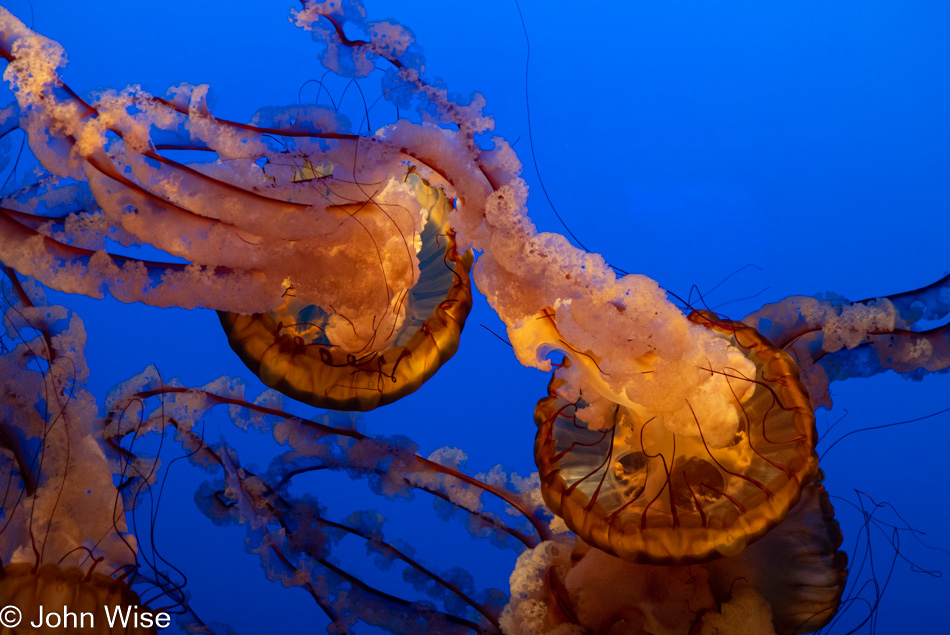 Monterey Bay Aquarium in Monterey Bay, California