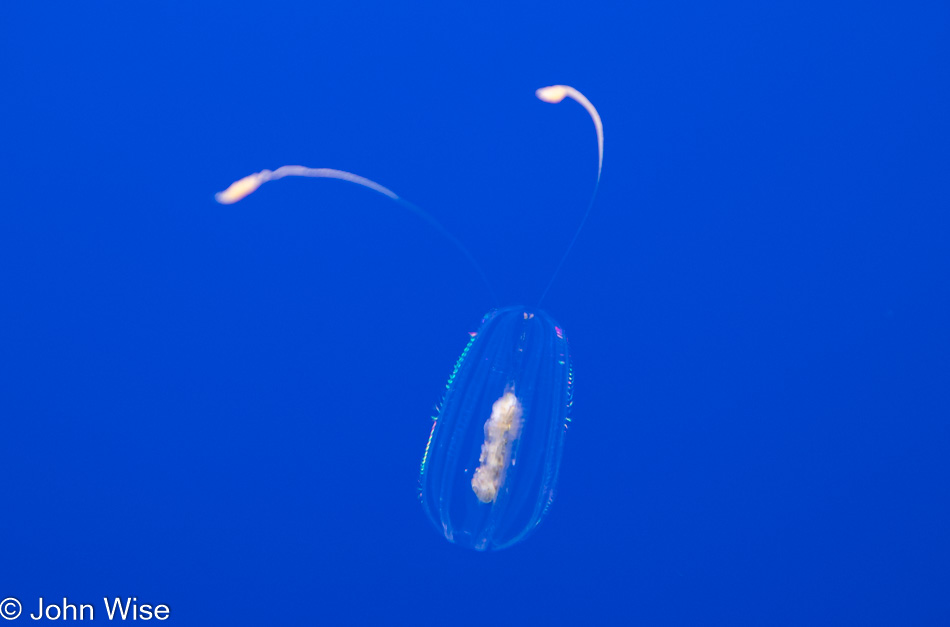 Monterey Bay Aquarium in Monterey Bay, California