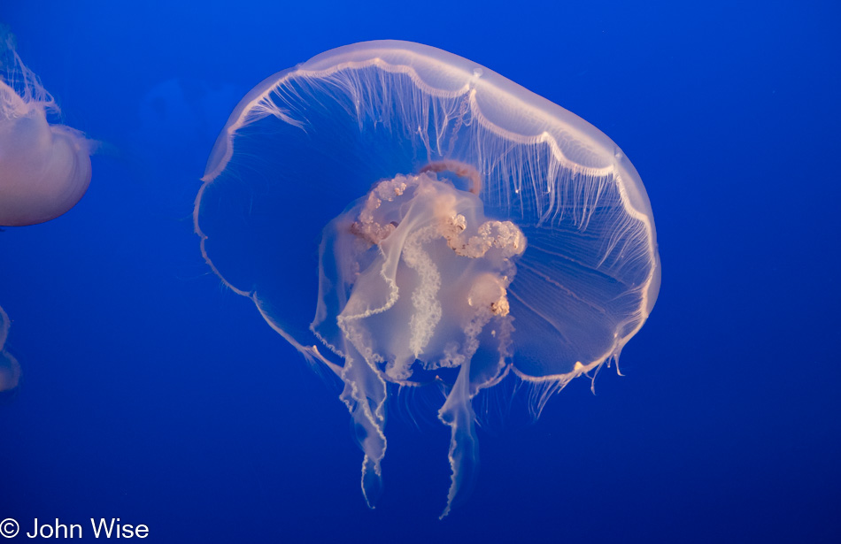 Monterey Bay Aquarium in Monterey Bay, California