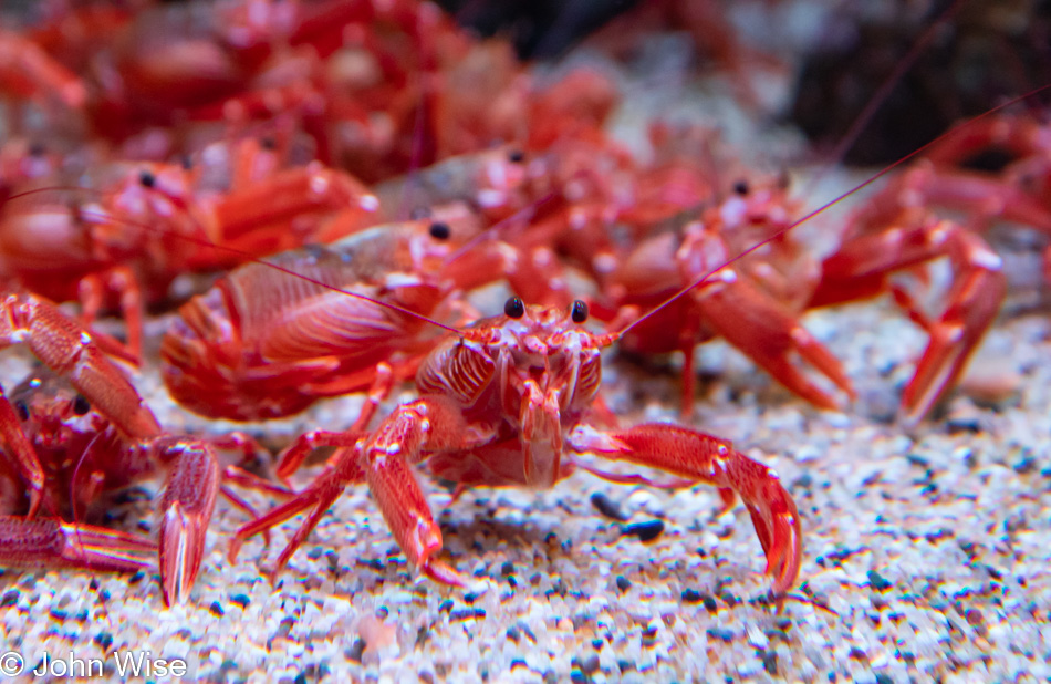 Monterey Bay Aquarium in Monterey Bay, California