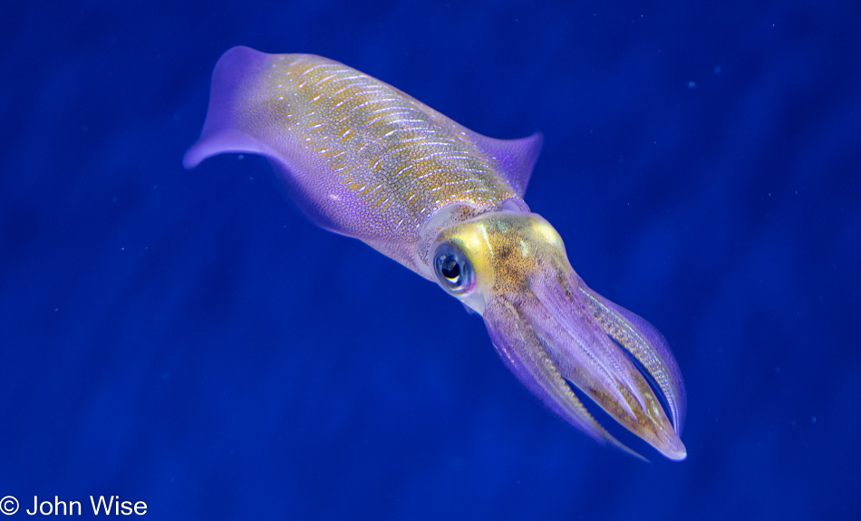 Monterey Bay Aquarium in Monterey Bay, California