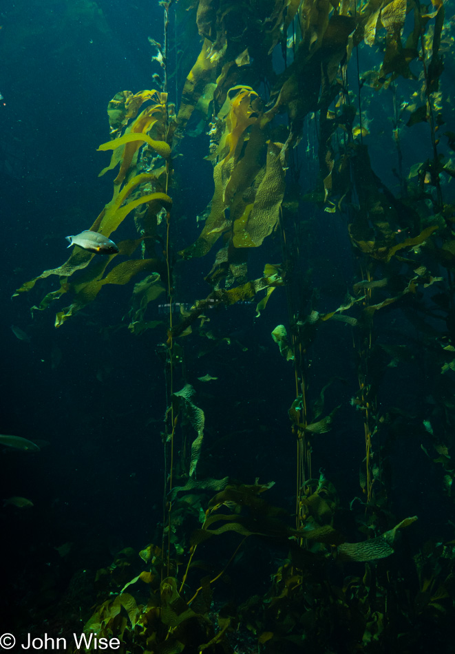 Monterey Bay Aquarium in Monterey Bay, California