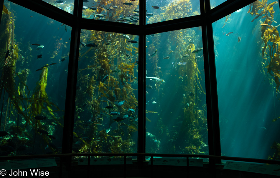 Monterey Bay Aquarium in California