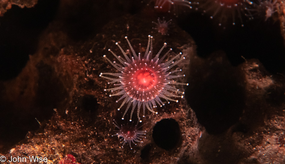 Monterey Bay Aquarium in California