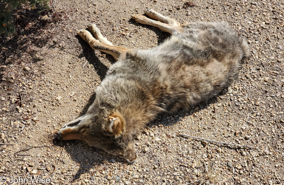 Dead Coyote in Phoenix, Arizona