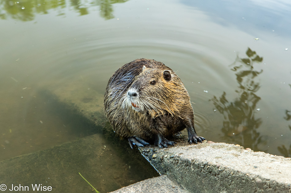 On The Nidda River in Frankfurt, Germany