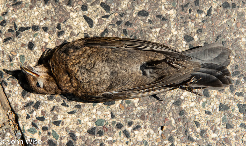 Dead Bird in Frankfurt, Germany