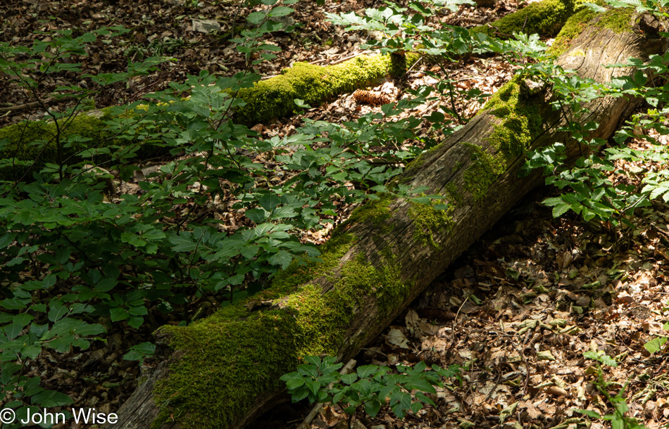 Taunus Mountains in Germany