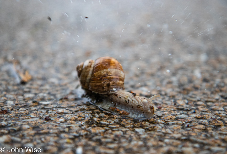 Snail in Frankfurt, Germany