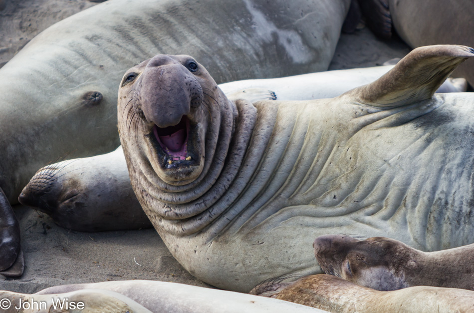 Piedras Blancas, California