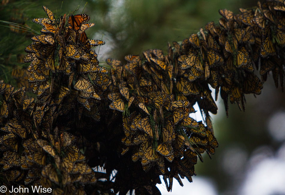 Monarch Butterflies at Pacific Grove, California