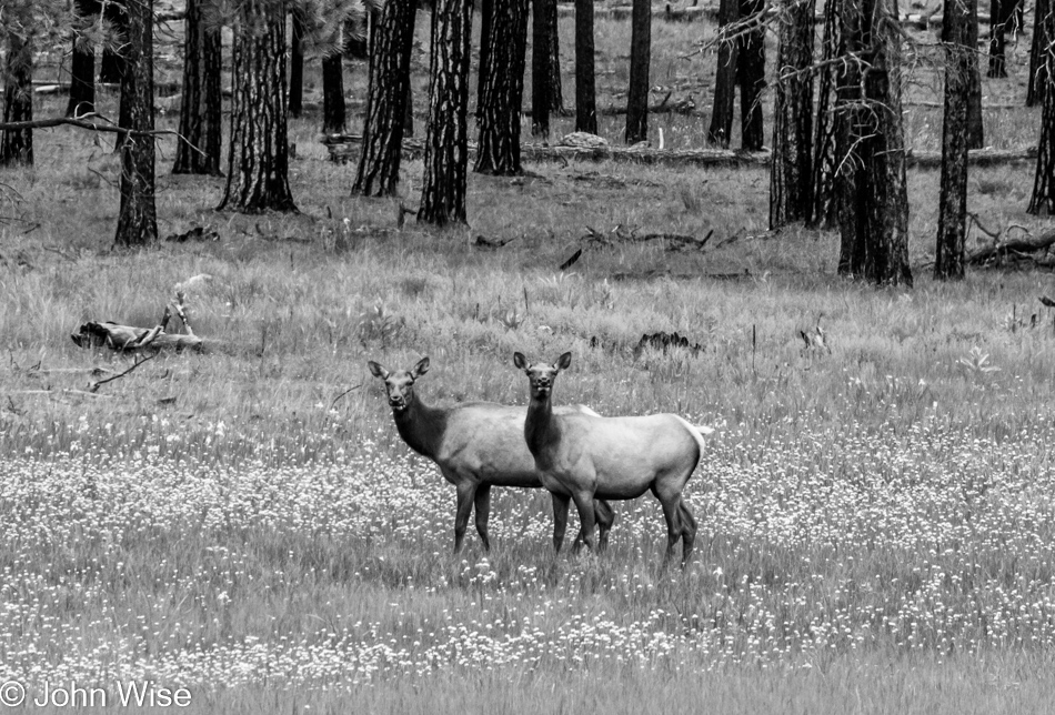 Near Hannagan Meadow on the Coronado Scenic Byway in Eastern Arizona