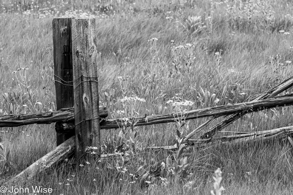 Near Hannagan Meadow on the Coronado Scenic Byway in Eastern Arizona