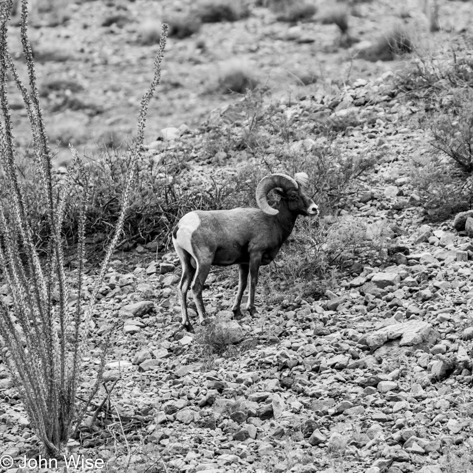 Big Horn Sheep in Clifton, Arizona
