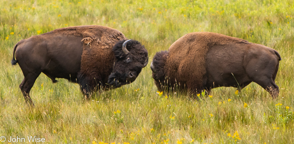 Bison in Lamar Valley at Yellowstone National Park, Wyoming