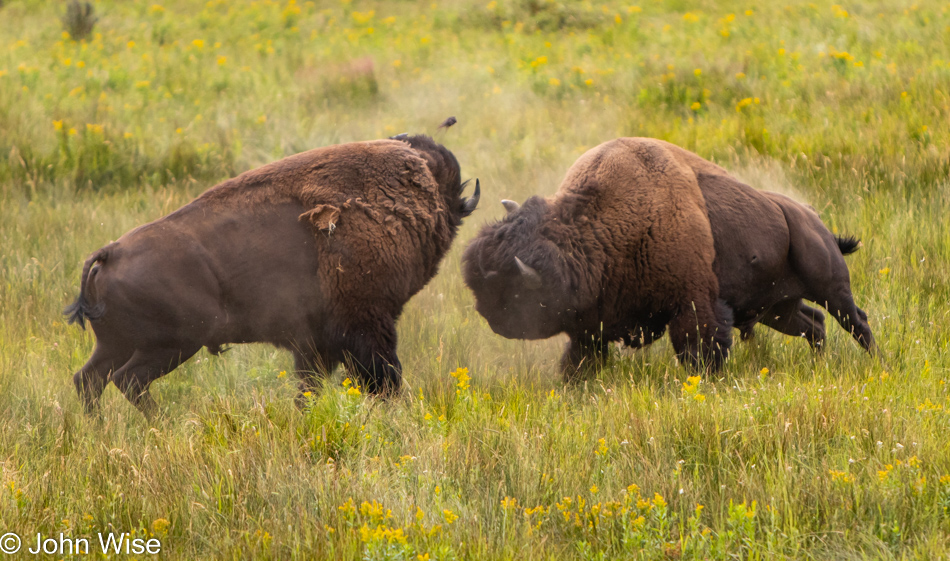 Bison in Lamar Valley at Yellowstone National Park, Wyoming