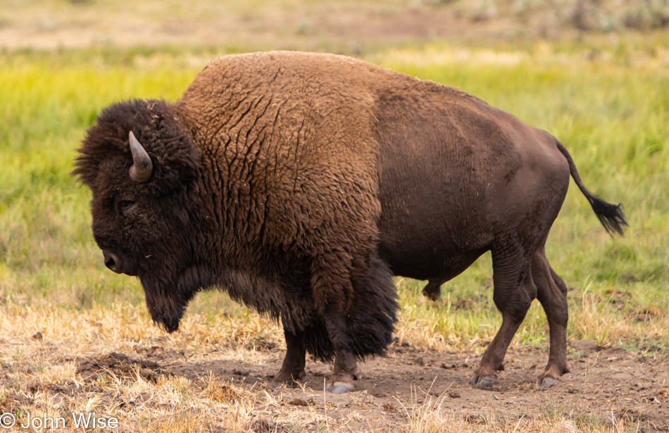 Bison in Lamar Valley at Yellowstone National Park, Wyoming