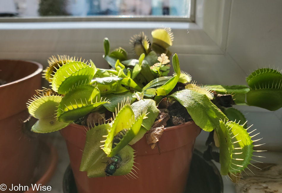 Venus Fly Trap in Frankfurt, Germany