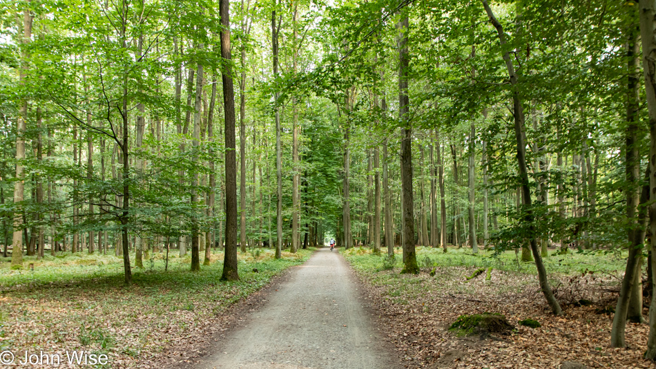 Forest path in Frankfurt, Germany