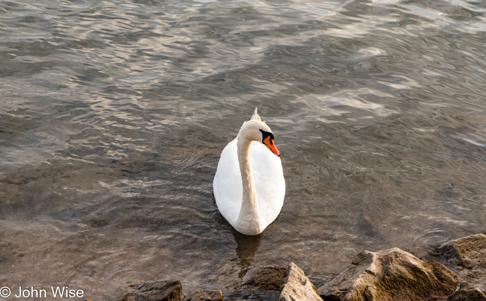 On the Rhein River in Rüdesheim, Germany