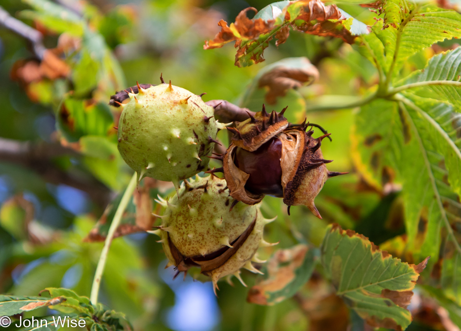 Chestnut Tree in Frankfurt, Germany