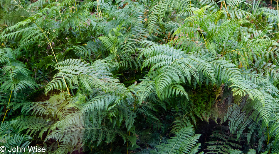 Ferns on Rügen Island in Germany