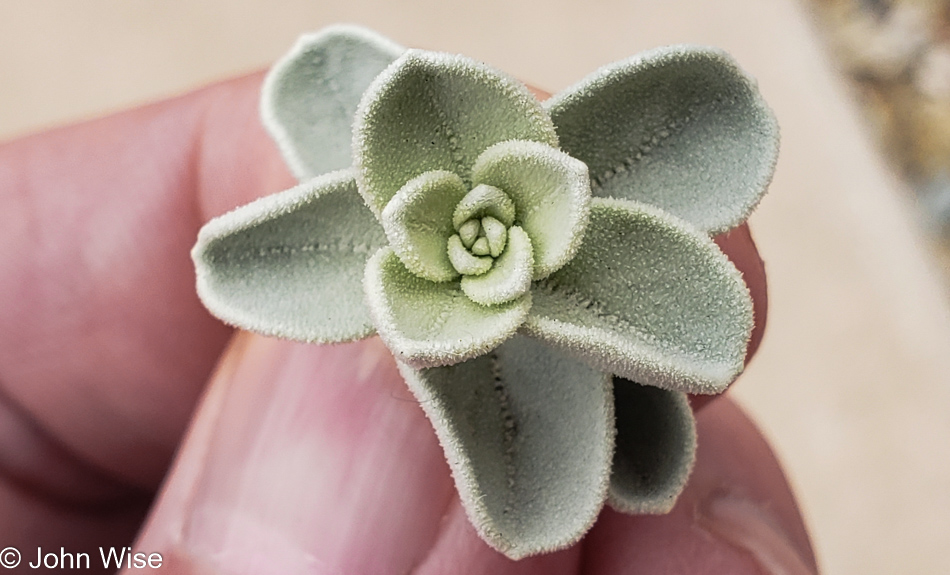 Desert Plant