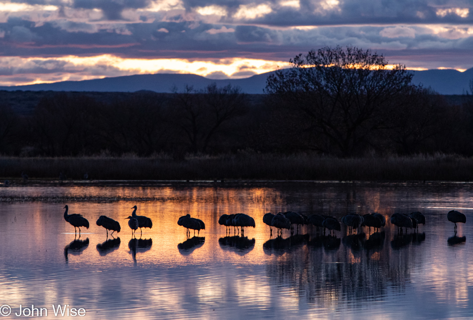 Bosque del Apache near Socorro, New Mexico