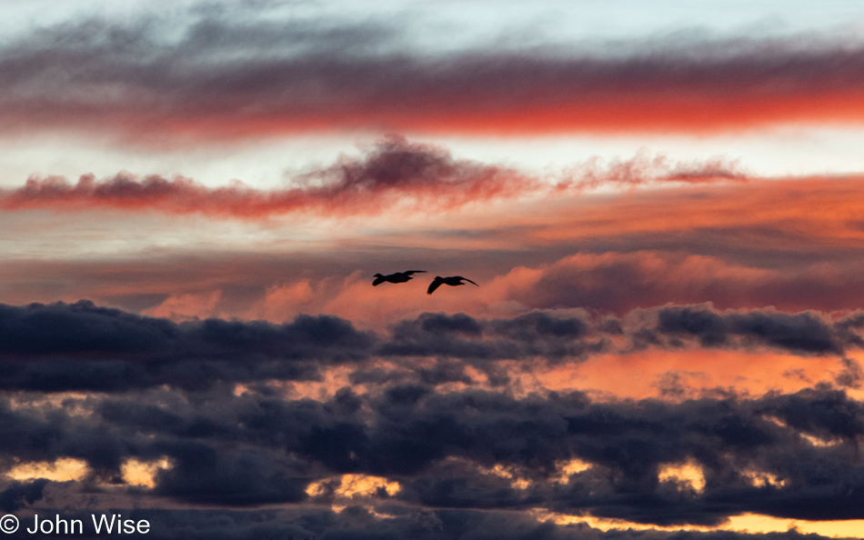 Bosque del Apache near Socorro, New Mexico