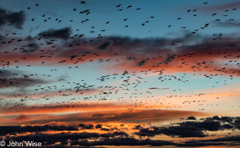 Bosque del Apache near Socorro, New Mexico